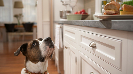 How to stop dogs from counter surfing