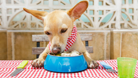 How to stop food guarding in dogs