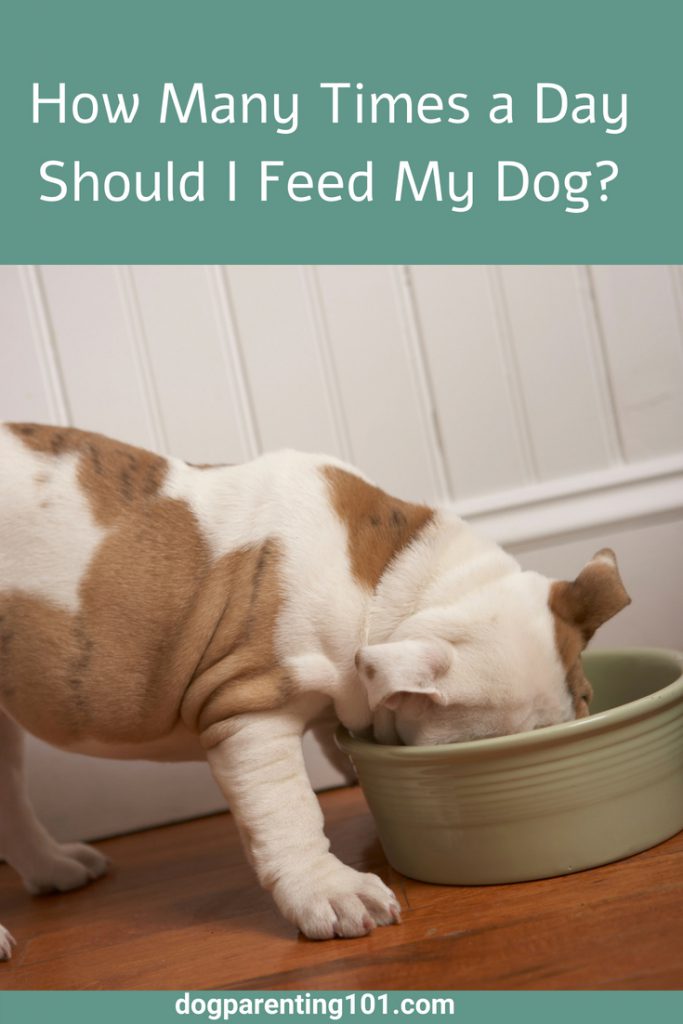 How Many Times a Day Should I Feed My Dog Dog Parenting 101