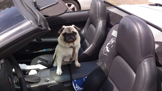 car accessories for dogs